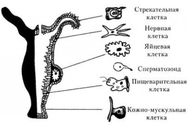 Рабочая ссылка кракен в тор